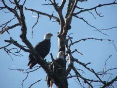 Eagle Family at Campground